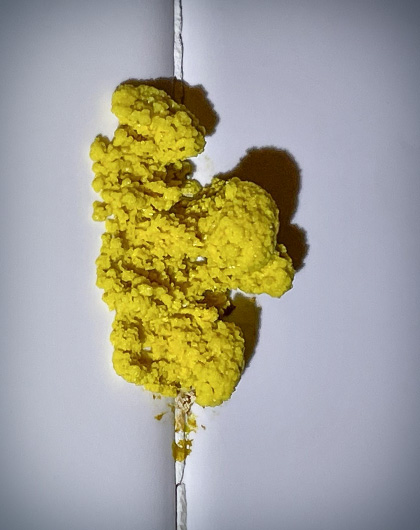 Yellow Slime Mold in Bathroom: What You Need to Know