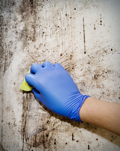 Does Vinegar Kill Mold? The TRUTH About Using Vinegar for Mold