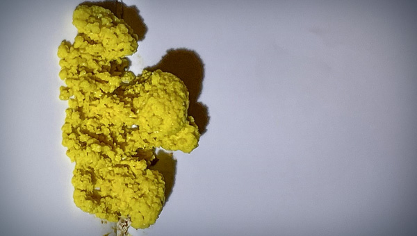 Yellow Slime Mold in Bathroom: What You Need to Know