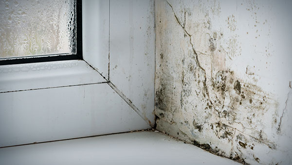 How to Deal With Winter Window Mold