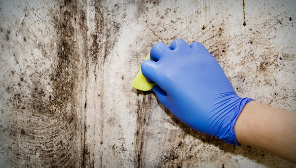 Does Vinegar Kill Mold? The TRUTH About Using Vinegar for Mold