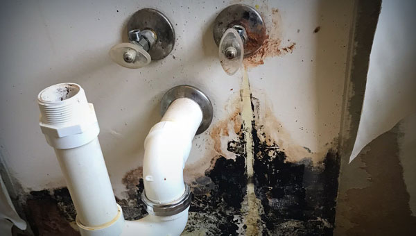 Emergency Mold Removal Services: Is Your Home at Risk?