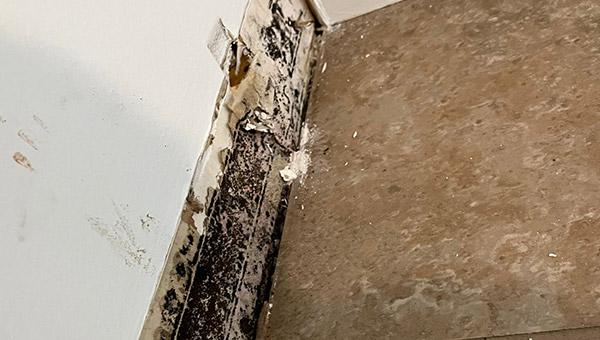 Mold Treatment in New Jersey