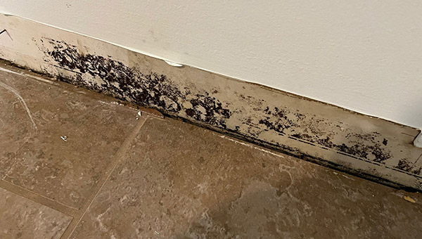 Mold Treatment in New Jersey