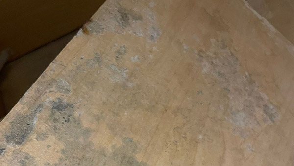 Mold Treatment in New Jersey